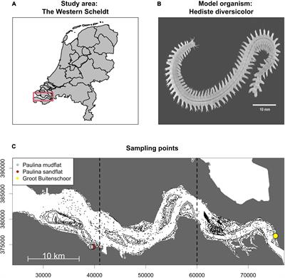 Hindcasting Ecosystem Functioning Change in an Anthropogenized Estuary: Implications for an Era of Global Change